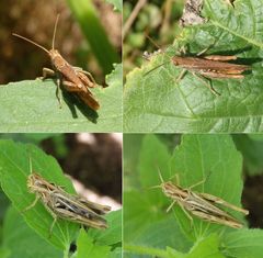 Zwei Grashüpfer der Chorthippus biguttulus-Gruppe