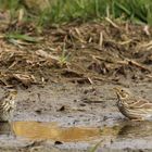 Zwei Grauammern am baden