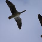 Zwei Graugänse am Himmel