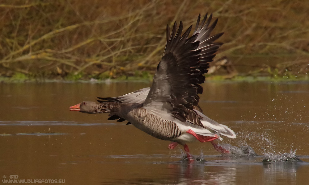 Zwei Graugänse im Flug