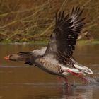 Zwei Graugänse im Flug