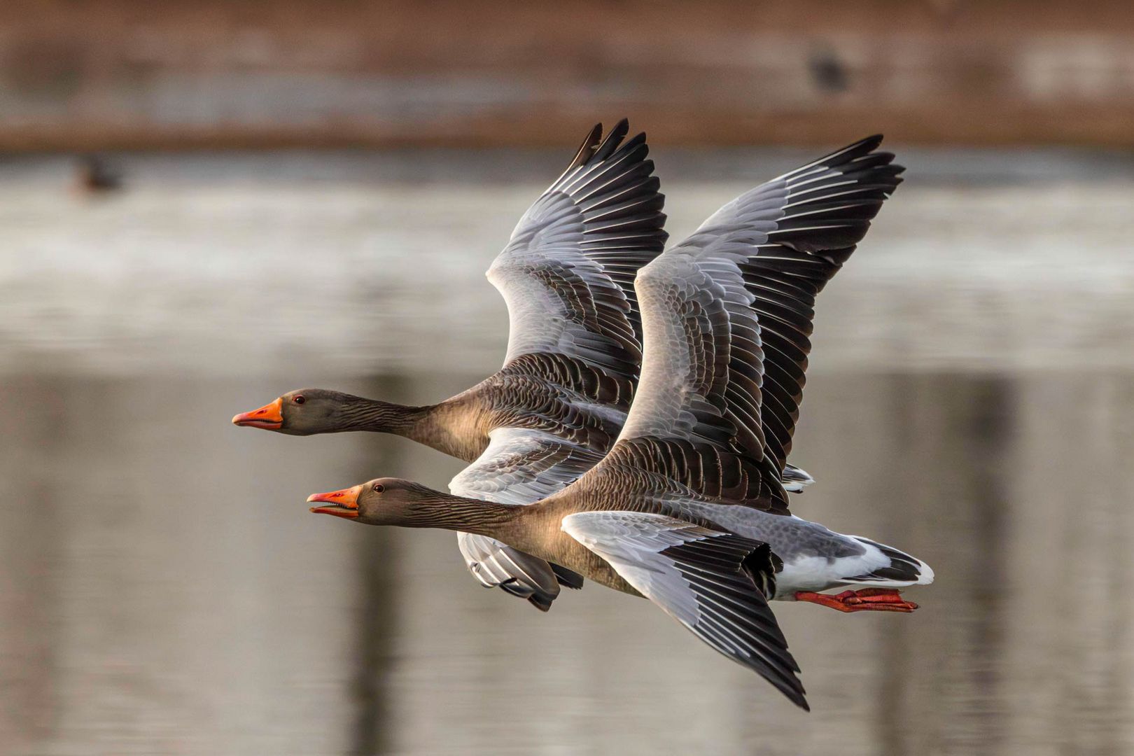 Zwei Graugänse unterwegs / Two greylag geese on the move