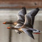 Zwei Graugänse unterwegs / Two greylag geese on the move