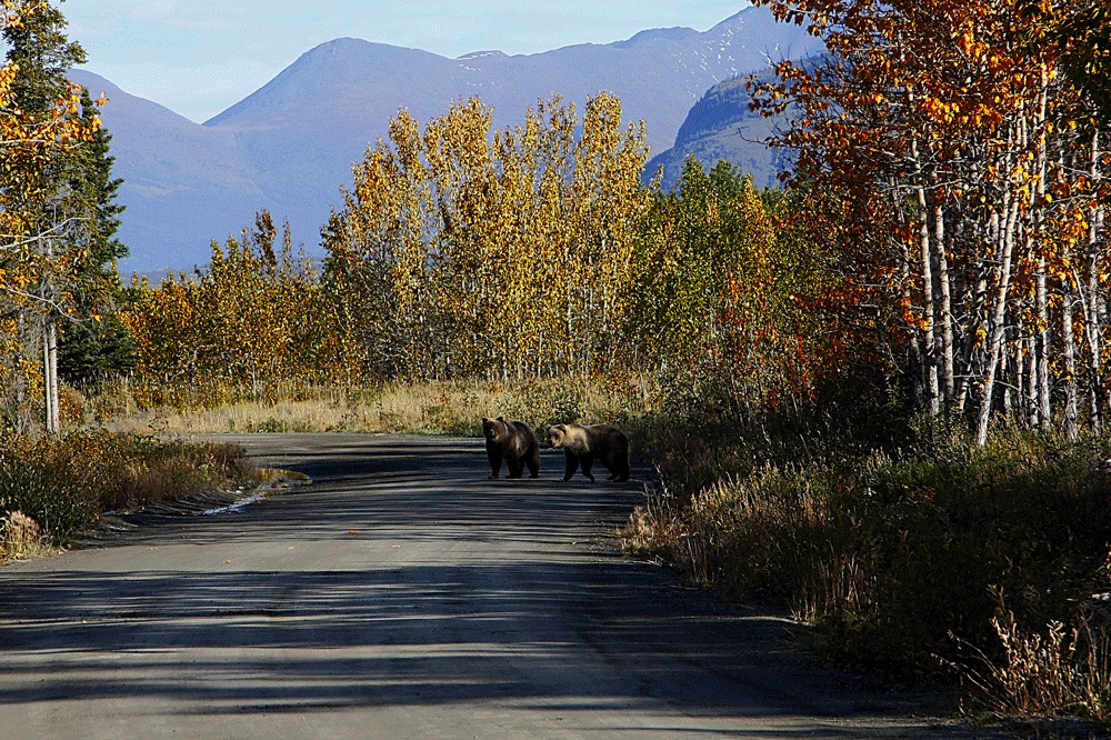 Zwei Grizzlies