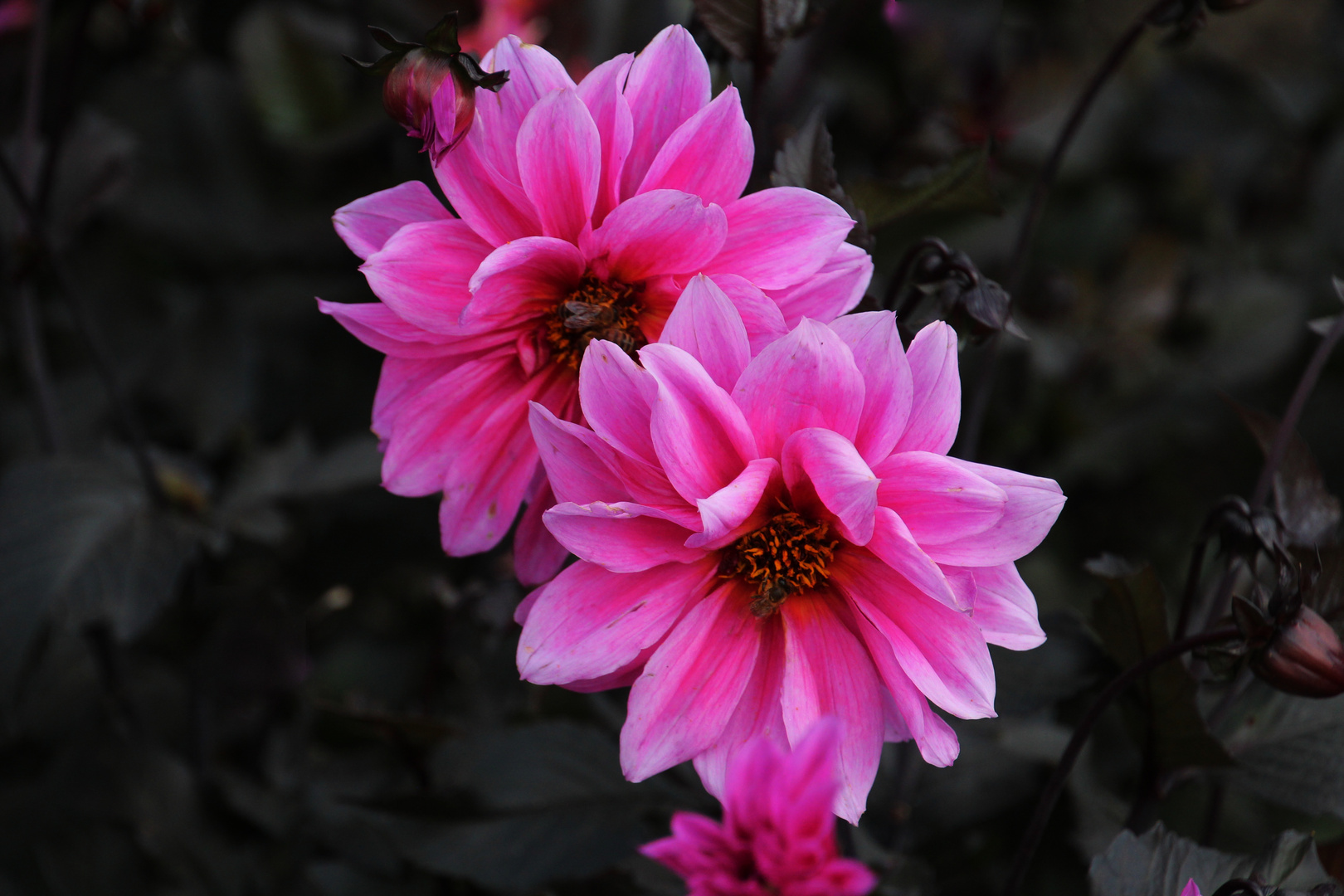 Zwei große Dahluen Blüten