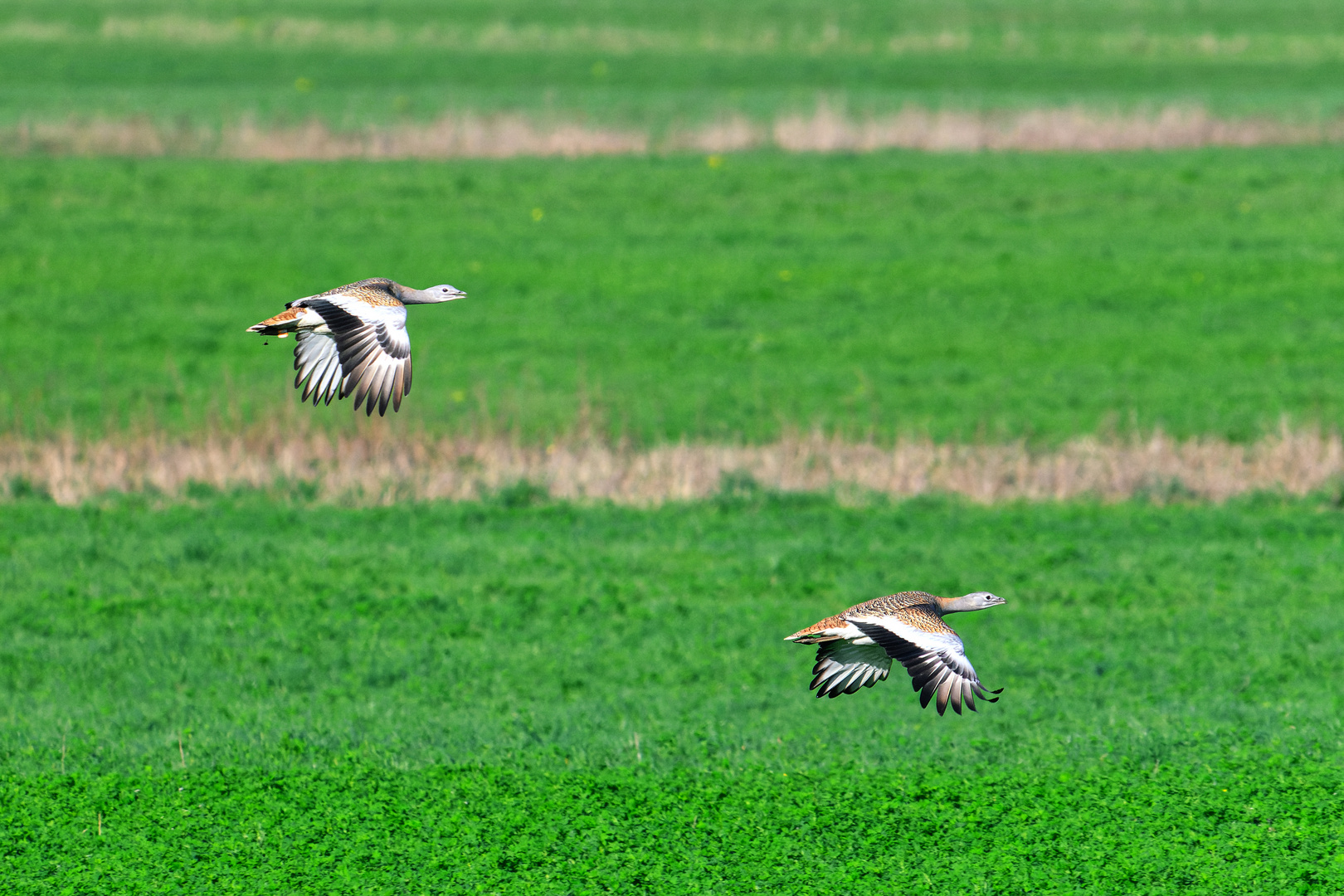 Zwei Großtrappen im Flug