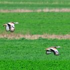 Zwei Großtrappen im Flug