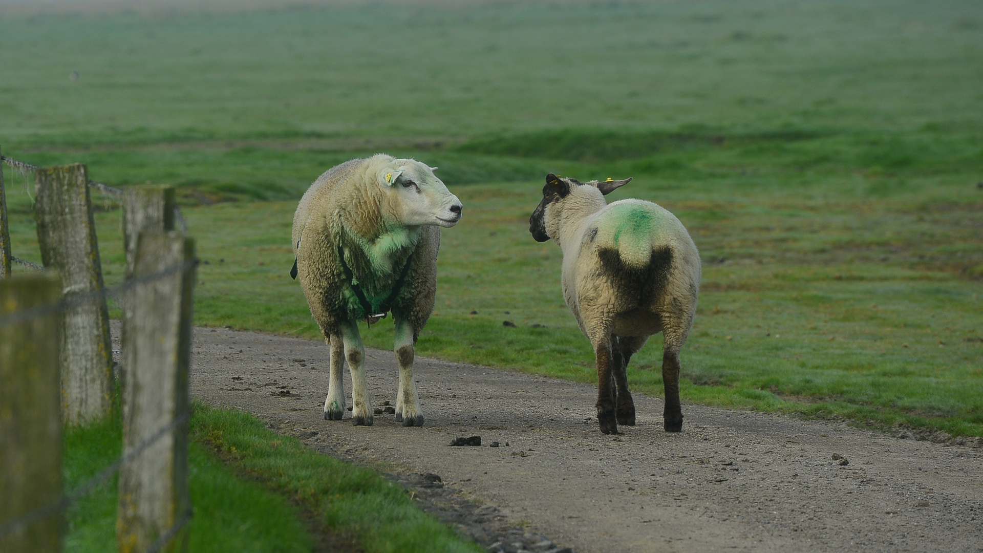 Zwei Grüne .