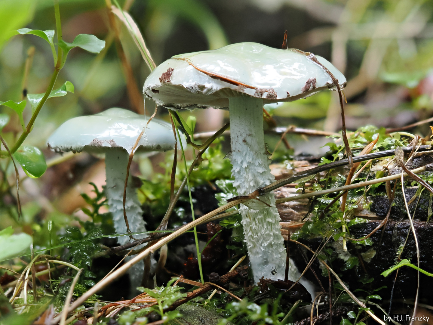 zwei grünliche Pilze