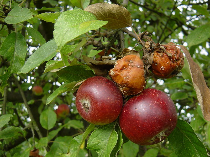 Zwei gute und zwei böse Äpfel