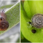 Zwei haarige kleine Schnecken in unserem Garten