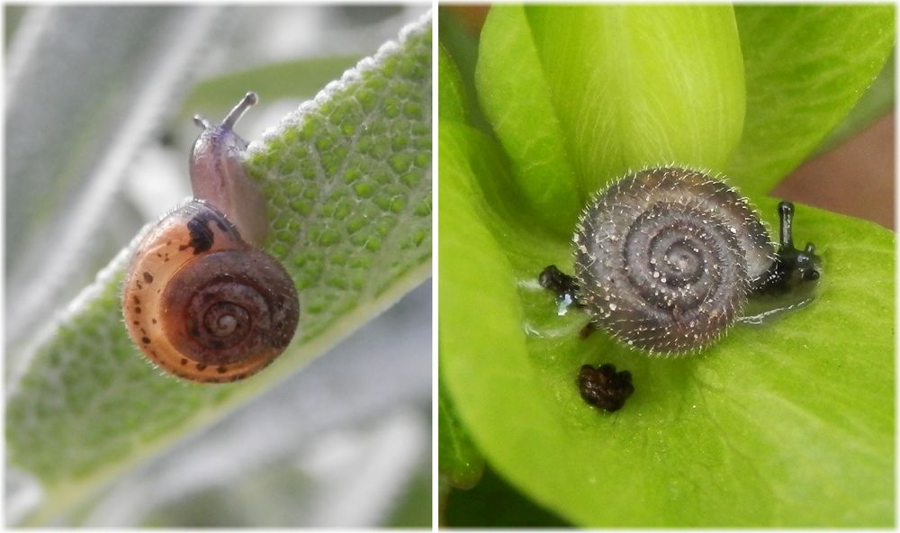 Zwei haarige kleine Schnecken in unserem Garten