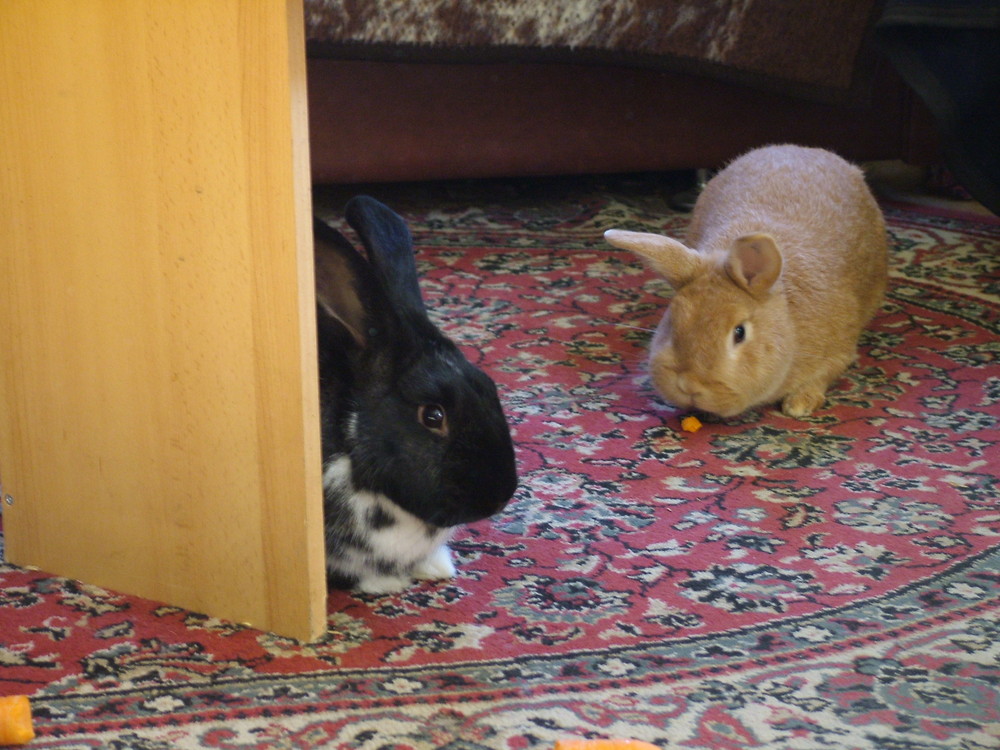 Zwei Häschen in der Stube...