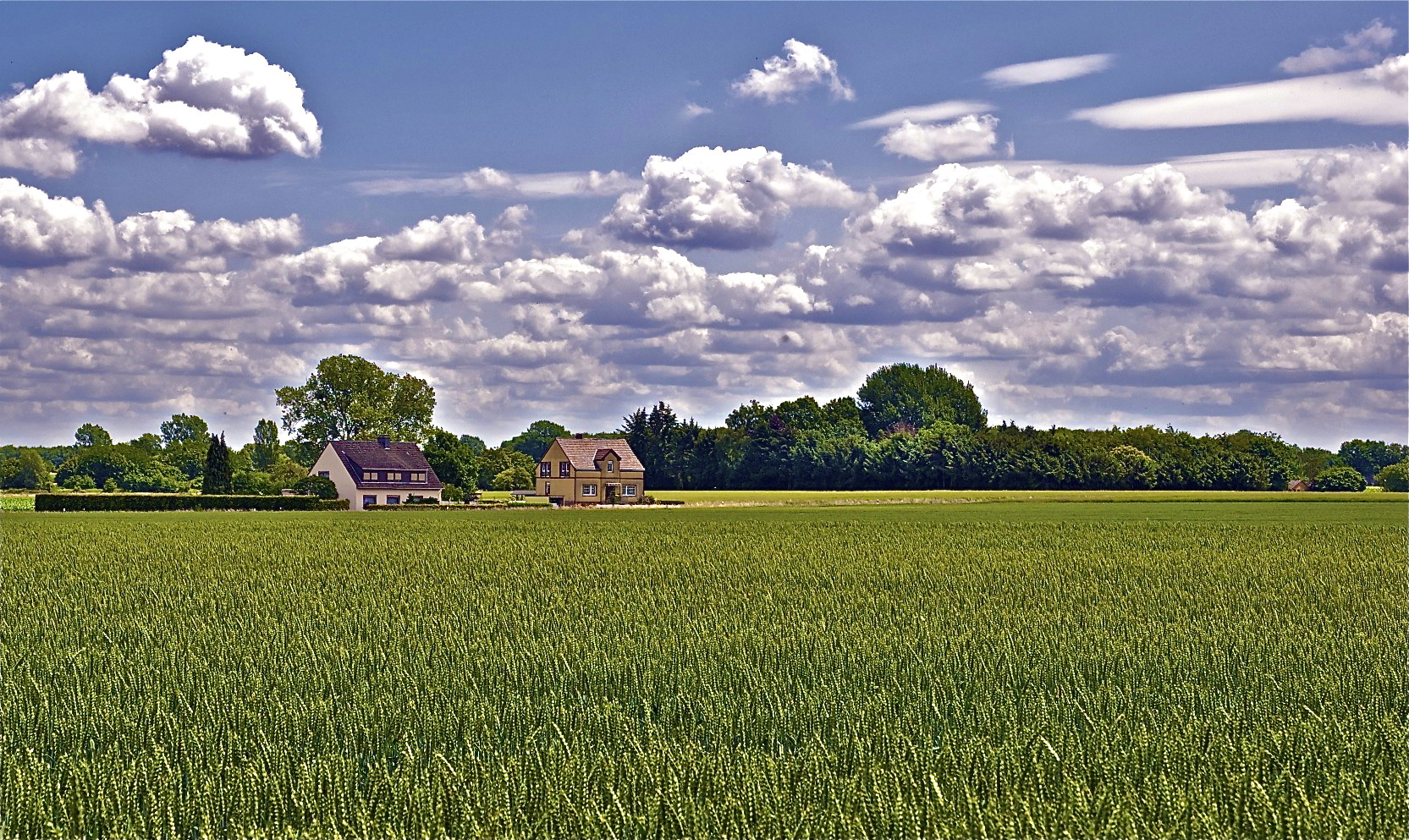 Zwei Häuschen im Kornfeld.