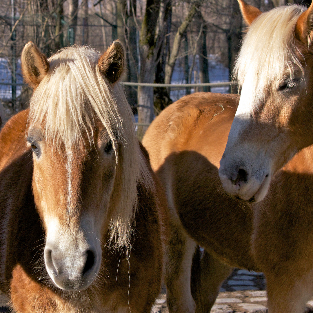 Zwei Haflinger