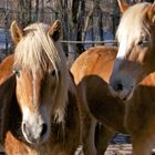 Zwei Haflinger