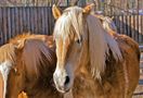 Zwei Haflinger (2) by FMW51 