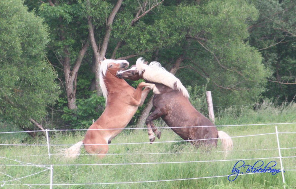 Zwei Haflinger beim Spielen