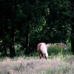 zwei Haflinger ... 