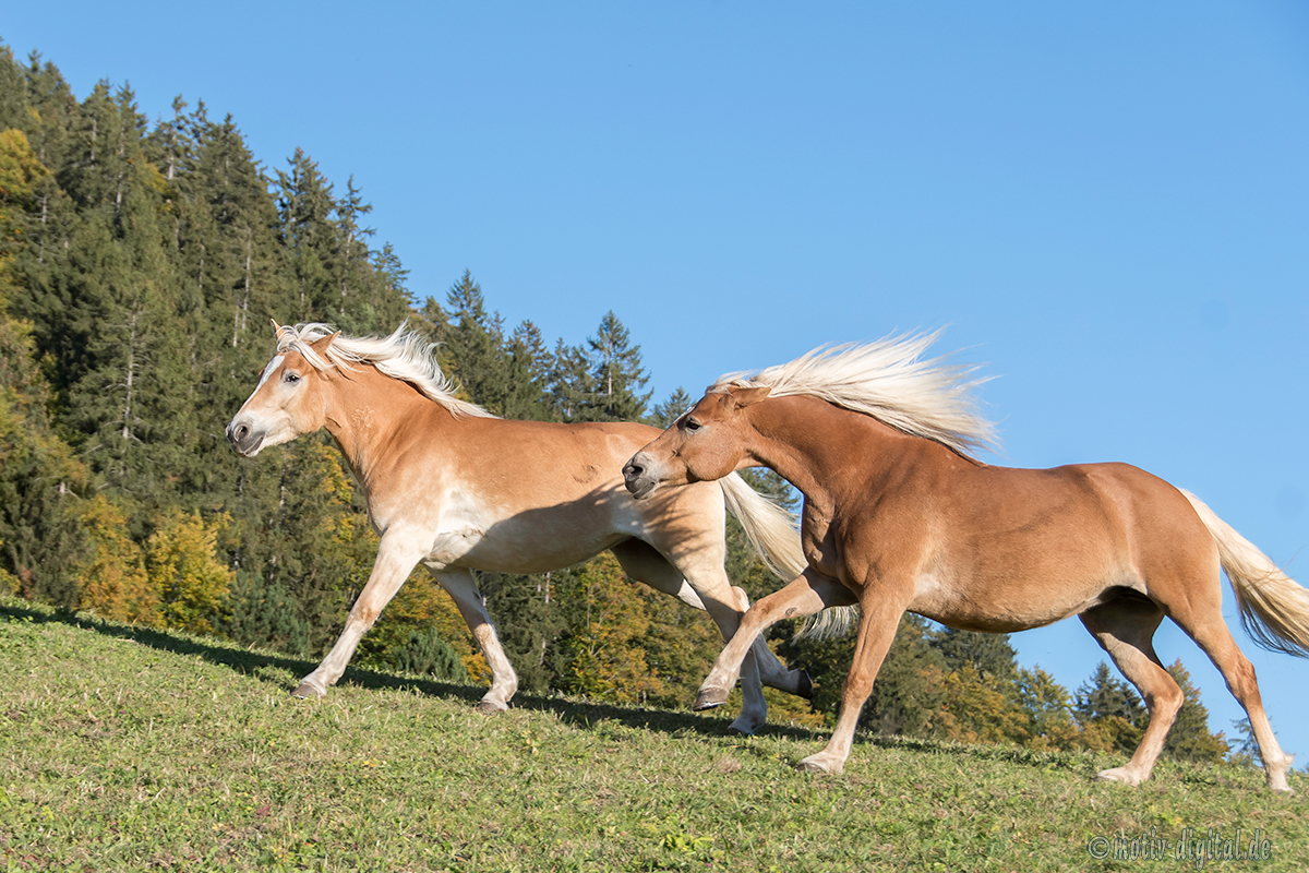 Zwei Haflinger im Galopp