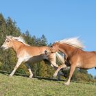 Zwei Haflinger im Galopp