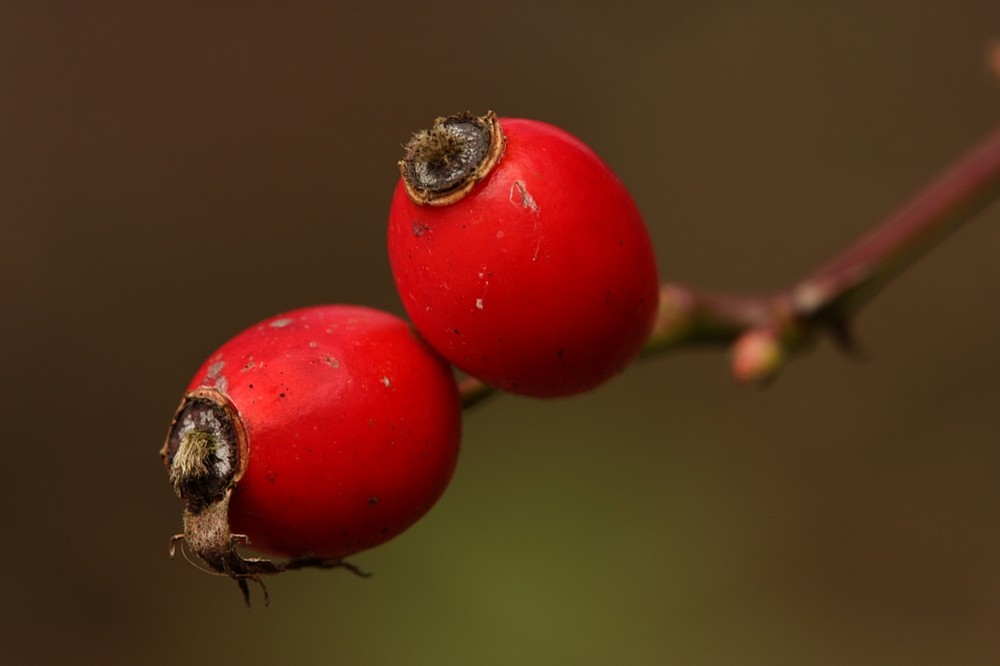 Zwei Hagebutten im Herbst