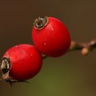 Zwei Hagebutten im Herbst