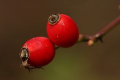 Zwei Hagebutten im Herbst