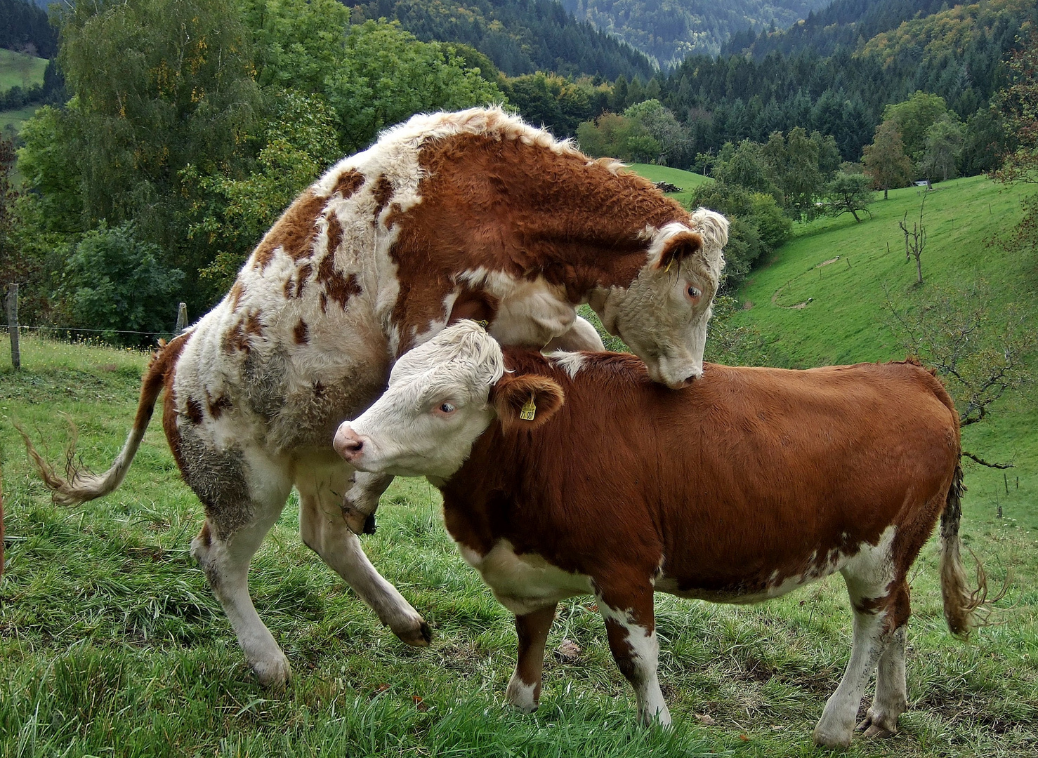 ...zwei Halbstarke