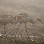 zwei Halbstarke im Nebel....Teufelsmoor