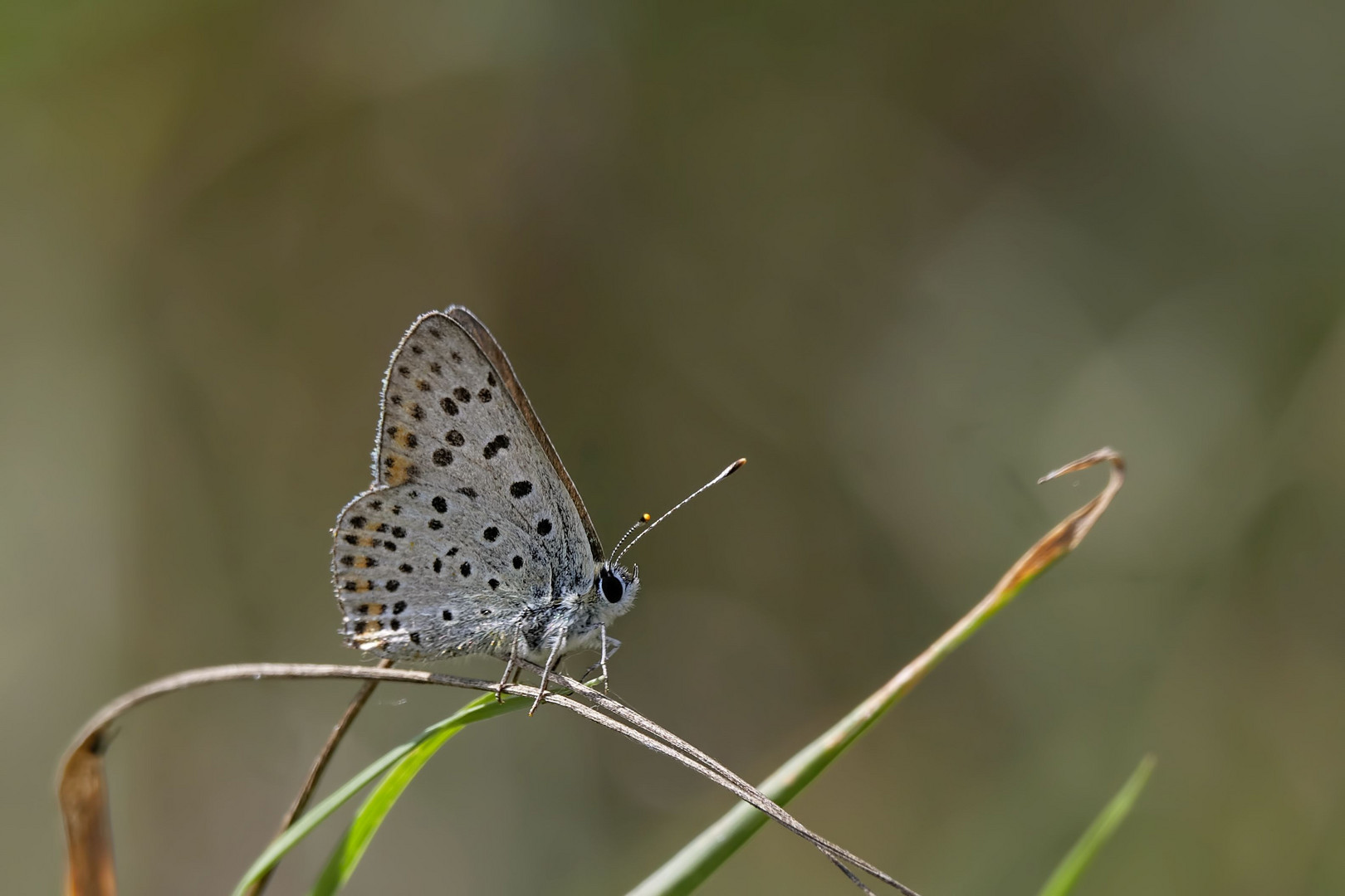 zwei Halme ... ein Schmetterling