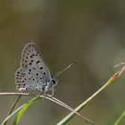 zwei Halme ... ein Schmetterling