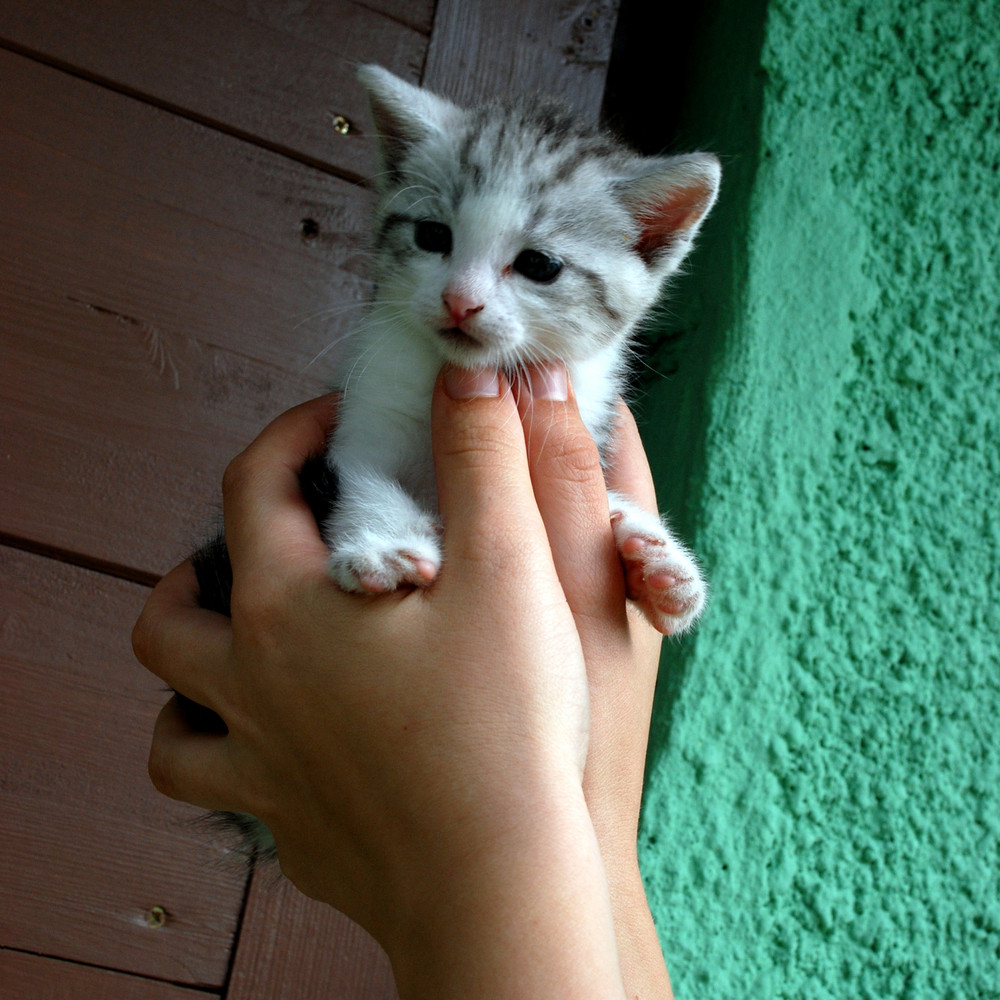 zwei handvoll katze