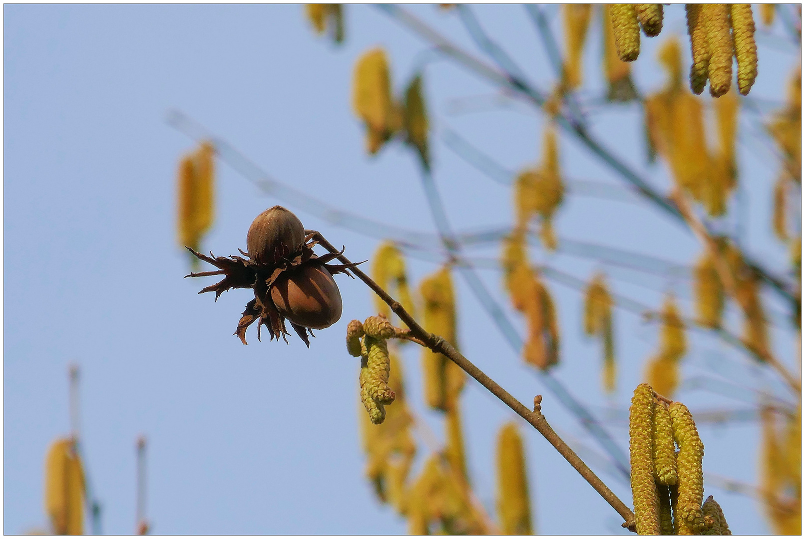 Zwei Haselnüsse für Dornröschen