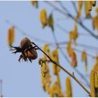 Zwei Haselnüsse für Dornröschen