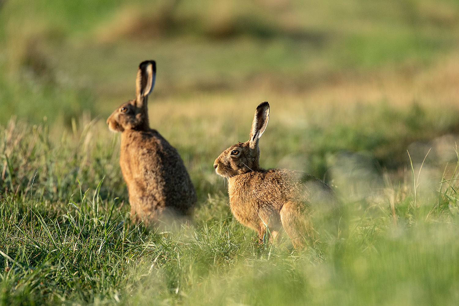  ***  Zwei Hasen im Feld   ***