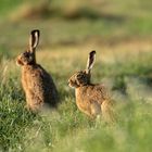  ***  Zwei Hasen im Feld   ***