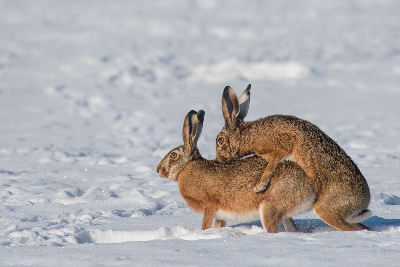 Zwei Hasen im Schnee