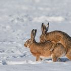 Zwei Hasen im Schnee