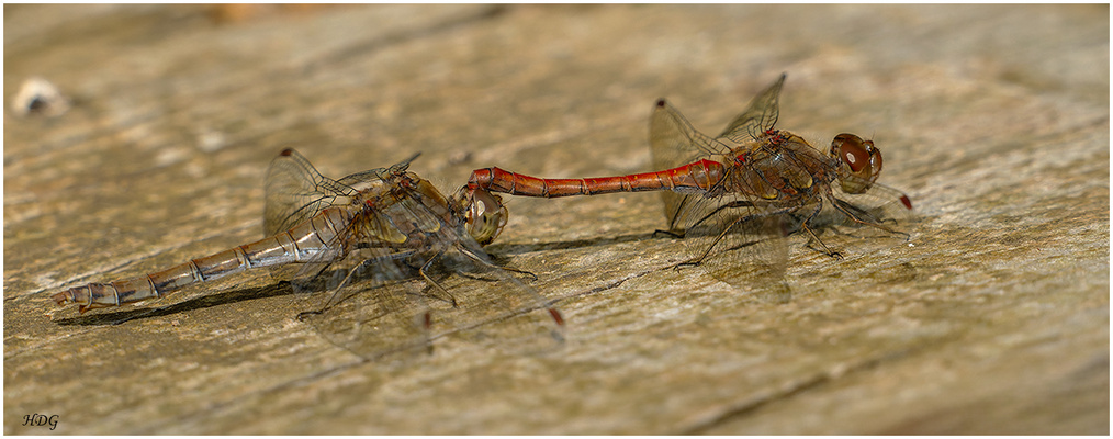 Zwei Heidelibellen ...
