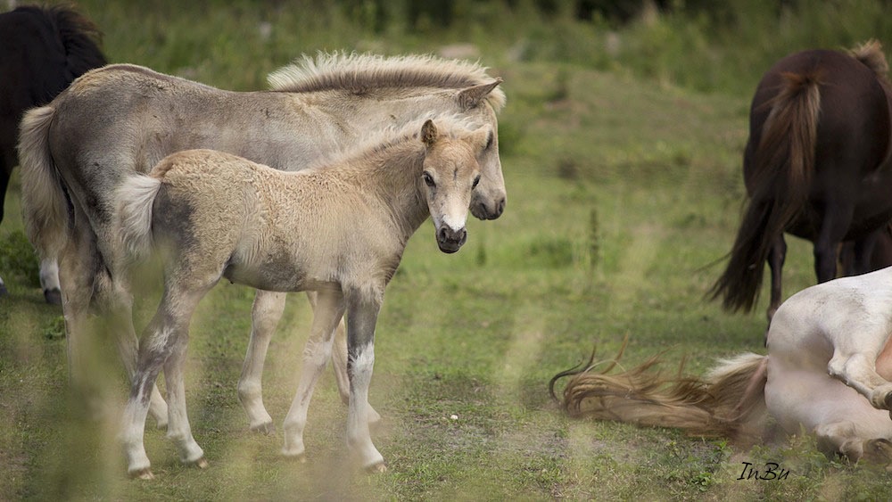 zwei helle Fohlen Foto & Bild | natur, pferde, tiere Bilder auf