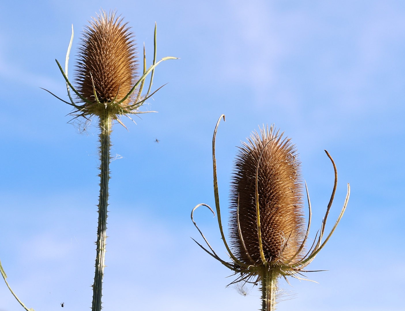 zwei herausragende Wiesenblumen im vergehenden Zustand.