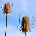 zwei herausragende Wiesenblumen im vergehenden Zustand.