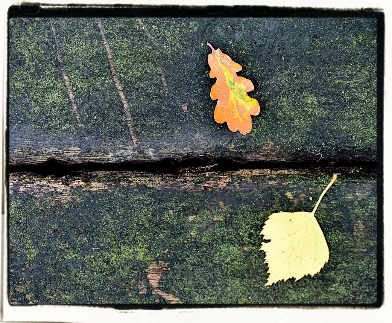 Zwei Herbstboten