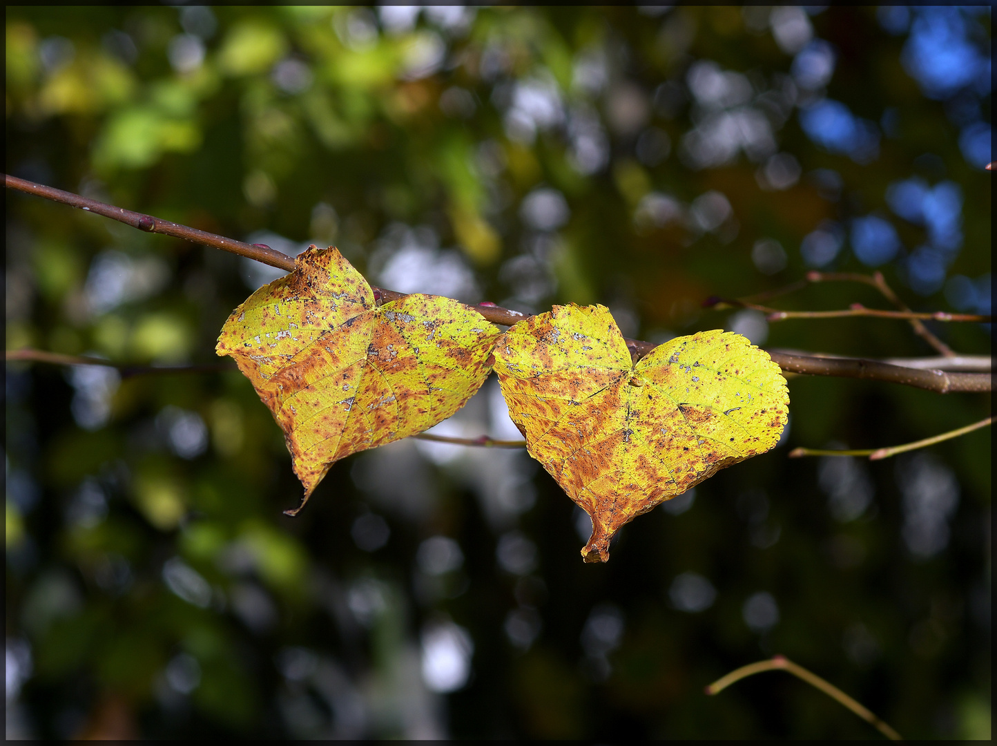 zwei Herz Herbst Blätter