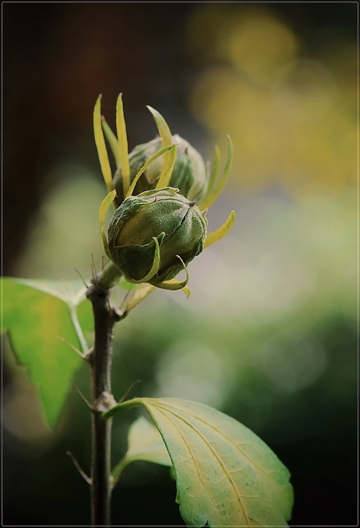 zwei Hibiskusknospen