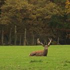 zwei Hirsche im Herbst