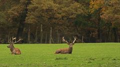 zwei Hirsche im Herbst