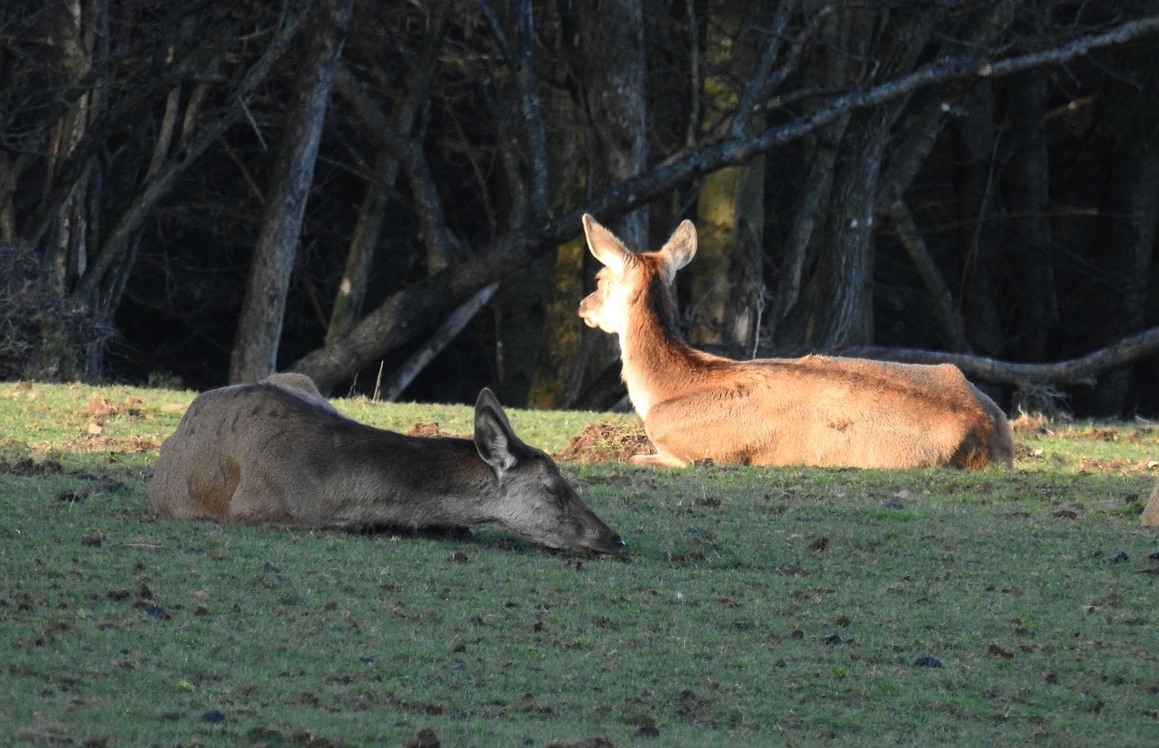 Zwei Hirschkühe ruhen ganz entspannt auf der Waldwiese