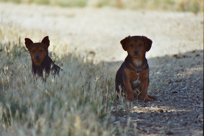 Zwei Hirtenhunde